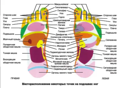 Су-джок система соответствия человека на кисти рук и стопах - Дом массажа  Сила стихий в Новомосковске