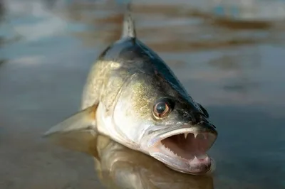 Рыба судак: особенности, виды, описание - Frost Fish