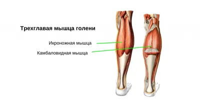 Боль под коленкой сзади. Полусухожильная мышца бедра