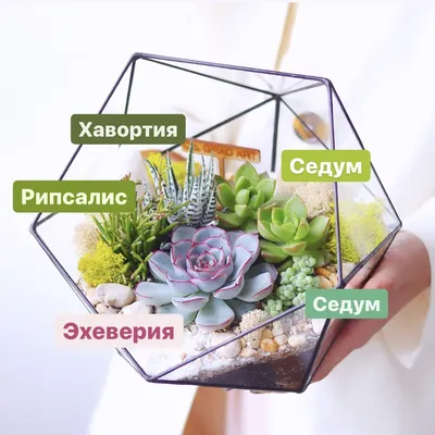 Что за суккулент в вашем флорариуме?