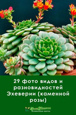 29 фото видов и разновидностей Эхеверии (каменной розы) | Рассада  суккулентов, Эчеверия, Суккуленты