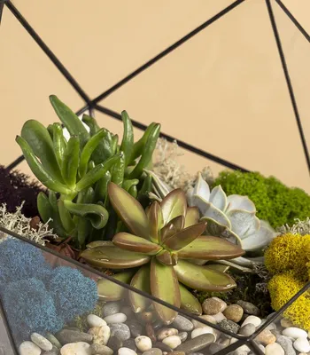 Комнатный цветок суккулент уход / все о растении суккулент - освещение,  полив, температура и другое Geo Glass