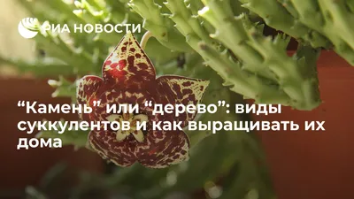 Удивительная хавортия Купера, которая сверкает, как драгоценность