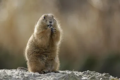 Сурок в горе Милый сидите вверх на своих задних ногах животном суроке,  Marmota Marmota, сидя в траве Сурок в природе Ha Стоковое Изображение -  изображение насчитывающей италия, природа: 75946975