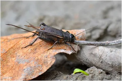 Чем отличается домовой сверчок от бананового 🐜 | Блог стрижа Саши | Дзен