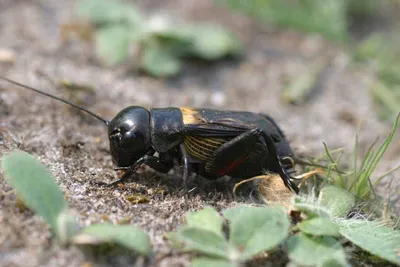 Фотографія СВЕРЧОК ПОЛЕВОЙ (Gryllus campestris) / Yu-Ra-Yu (Александр  Юрочкин) / photographers.ua