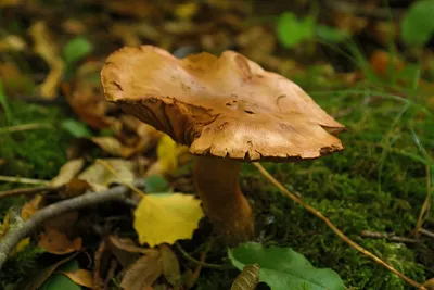 Свинушка тонкая (Paxillus involutus) - YouTube