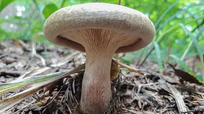 Этот вкусный гриб запретили в СССР. Вы знали, что он крайне опасен?