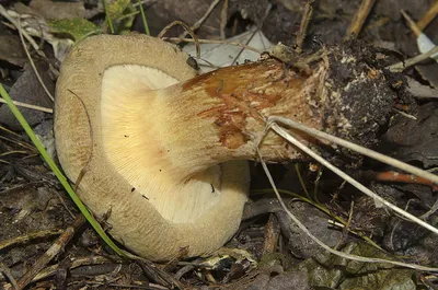 Griboved - 🍄Свинушка тонкая (Paxillus involutus) - смертельно ядовитый  гриб, опасный прежде всего при многократном повторном употреблении. Свинушка  вызывает проявление гиперчувствительности третьего типа, так называемого  иммунокомплексного, когда ...