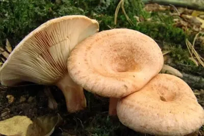 Свинушки» грибы фото и описание
