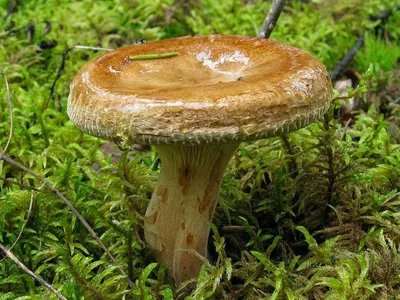 Свинушка тонкая (Paxillus involutus) – Грибы Сибири