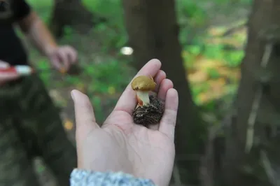 Paxillus ammoniavirescens, Свинушка аммиачная