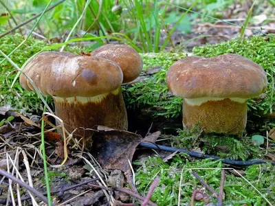 Ядовитый гриб Свинушка тонкая - Paxillus involutus - Грибы Уломы Железной