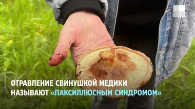 Вячеслав Степанов: Грибы Калужской области - Свинушка тонкая (Paxillus  involutus)