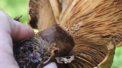 Свинушка медная (Paxillus cuprinus) - Picture Mushroom