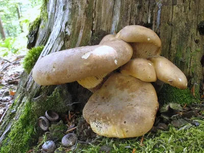 Свинушки толстые и тонкие, ядовитые и нет - закрываем вечную тему | Это  грибы! | Дзен