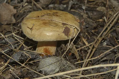 Свинушка бурый гриб (55 фото) - 55 фото
