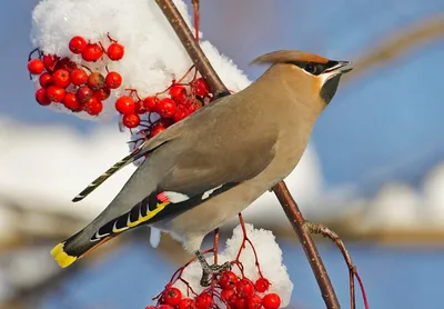 Свиристель на калине / фото :: птица :: Bombycilla garrulus :: калина ::  Свиристель / смешные картинки и другие приколы: комиксы, гиф анимация,  видео, лучший интеллектуальный юмор.