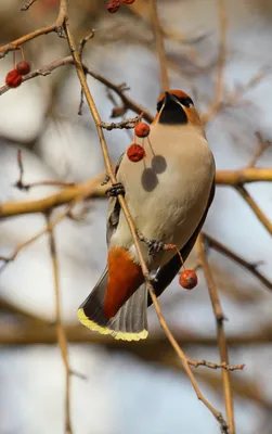 Любители птиц - Свиристель, или обыкновенный #свиристель / Bohemian waxwing  (лат. Bombycilla garrulus) Фотограф: Terje Kolaas Место: #Норвегия #Фото  #birdslovers #птицы | Facebook