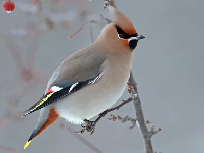 Свиристель - eBird