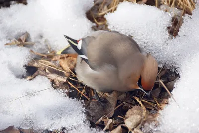 Свиристель (Bombycilla garrulus) | 24.01.2023 | Переславль-Залесский -  БезФормата