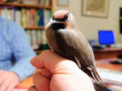 Свиристель (Bombycilla garrulus). Птицы Европейской России.