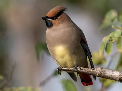 Американский свиристель - Cedar waxwing. Photographer Etkind Elizabeth