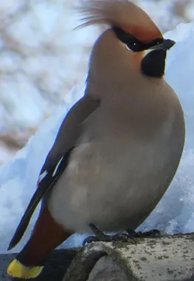 Японский свиристель - eBird