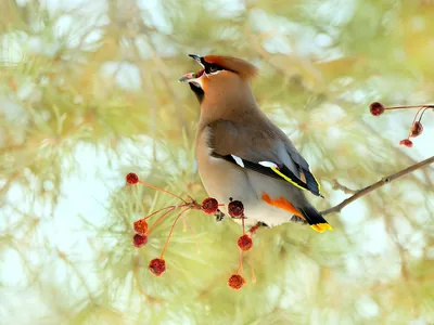 Японский свиристель - eBird