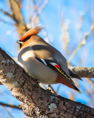 Свиристель (Bombycilla garrulus). Птицы Сибири.