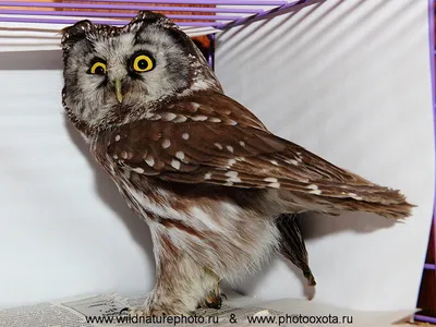 Burrowing Owl - Кроличий сыч. Фотограф Etkind Elizabeth