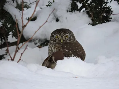 Мохноногий сыч | Wild Nature Photo