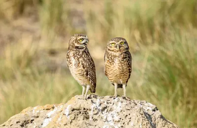 Воробьиный сыч и биотоп | BirdWatch.by