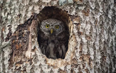 Athene noctua 9086-7-2021 CZ: sýček obecný, DE: Der Steinkauz, ENG: Little  Owl, CN: 縱