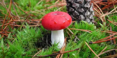 Сыроежка пищевая - Russula vesca - Грибы Уломы Железной