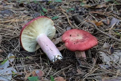 Сыроежка родственная - Russula consobrina - Грибы Уломы Железной