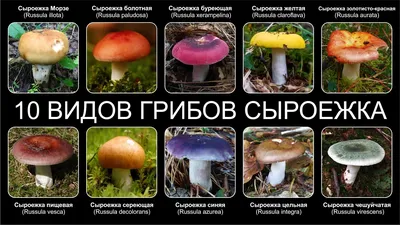 Сыроежки (грибы) – съедобные и несъедобные виды, фото, описание