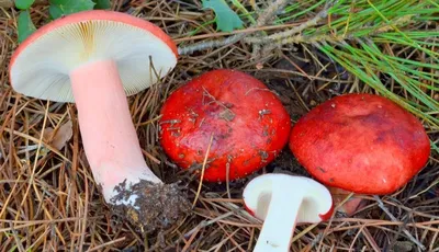 Сыроежка сине-зеленая, Russula cyanoxantha - Грибы Средней Полосы