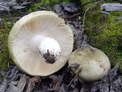 Сыроежка кроваво-красная (Russula sanguinea) – Грибы Сибири