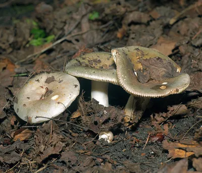 Мицелий Сыроежки жгучеедкой / Сыроежка жгучая (Russula emetica)