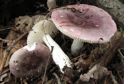 Сыроежка болотная - Russula paludosa - Грибы Уломы Железной