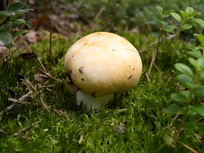 Сыроежка ломкая (Russula fragilis) фото и описание