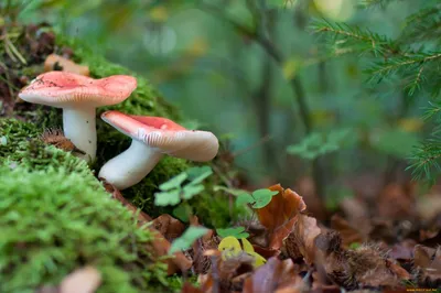 Сыроежка пищевая (Russula vesca) фотографии, видео и истории