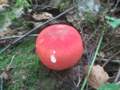 Файл:Russula сыроежка.jpg — Википедия