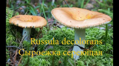 Вячеслав Степанов: Грибы Калужской области - Сыроежка пищевая (Russula  vesca)