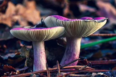 Мицелий Сыроежки миндальной / Сыроежка лавровишневая (Russula laurocerasi)