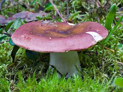 Вячеслав Степанов: Грибы Калужской области -Сыроежка винно-красная (Russula  vinosa)