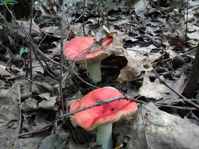 Сыроежка золотистая (Russula aurea) – Грибы Сибири