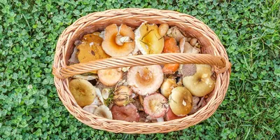 Сыроежка буреющая - Russula xerampelina - Грибы Уломы Железной