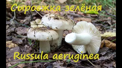 Сыроежка зелёная - Russula aeruginea - Грибы Уломы Железной